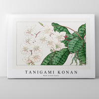 Tanigami Konan - Moth orchid flower