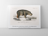 
              Charles Dessalines D'Orbigny - Hippopotamus (Hippopotame Amphibie)
            