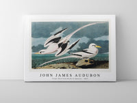 
              John James Audubon - Tropic Bird from Birds of America (1827)
            