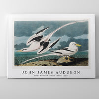 John James Audubon - Tropic Bird from Birds of America (1827)