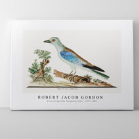 Robert Jacob Gordon - Coracius garrulus European roller (1777–1786)