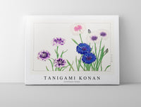 
              Tanigami Konan - Cornflower flower
            