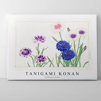 Tanigami Konan - Cornflower flower