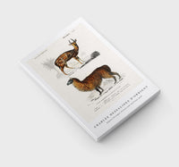 
              Charles Dessalines D'Orbigny - Alpaca (Vicugna Pacos) and Antilope guib
            