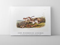 
              John Woodhouse Audubon - Say's Marmot Squirrel (Spermophilus lateralis) from the viviparous quadrupeds of North America (1845)
            