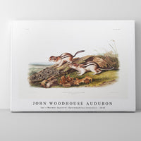 John Woodhouse Audubon - Say's Marmot Squirrel (Spermophilus lateralis) from the viviparous quadrupeds of North America (1845)