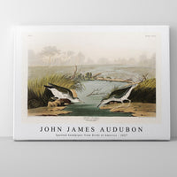 John James Audubon - Spotted Sandpiper from Birds of America (1827)