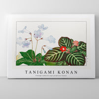 Tanigami Konan - Vintage tydea & cape primrose flower