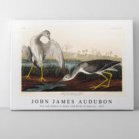 John James Audubon - Tell-tale Godwit or Snipe from Birds of America (1827)