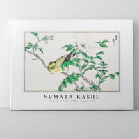 Numata Kashu - Brown-eared Bulbul and Rosa Rugosa illustration from Pictorial Monograph of Birds (1885)