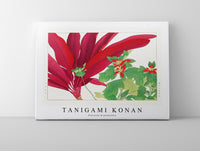 
              Tanigami Konan - Dracaena & poinsettia
            
