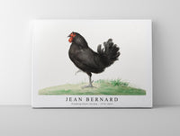 
              Jean Bernard - Standing black chicken (1775–1833)
            