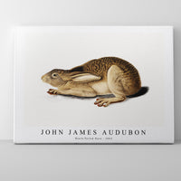 John James Audubon - Black-Tailed Hare (1841)