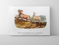
              John Woodhouse Audubon - Rocky Mountain Sheep (Ovis montana) from the viviparous quadrupeds of North America (1845)
            