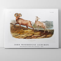 John Woodhouse Audubon - Rocky Mountain Sheep (Ovis montana) from the viviparous quadrupeds of North America (1845)