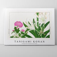 Tanigami Konan - Cambpetum Ghandiflorum flower