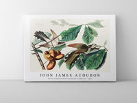 
              John James Audubon - Yellow-billed Cuckoo from Birds of America (1827)
            