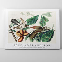 John James Audubon - Yellow-billed Cuckoo from Birds of America (1827)