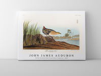 
              John James Audubon - Yellow-breasted Rail from Birds of America (1827)
            