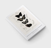 
              Charles Dessalines D'Orbigny - Collection of butterflies
            
