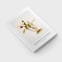 Frederick Sander - Cattleya (hybrida) parthenia from Reichenbachia Orchids-1847-1920