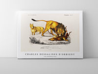 
              Charles Dessalines D'Orbigny - Lion (Panthera Leo)
            