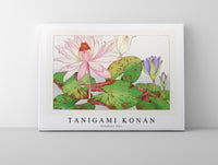 
              Tanigami Konan - Nymphaea lotus
            