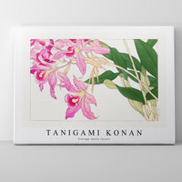 Tanigami Konan - Vintage laelia flower