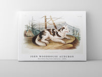 
              John Woodhouse Audubon - Hare-Indian Dog (Canis familiaris) from the viviparous quadrupeds of North America (1845)
            