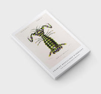 
              Charles Dessalines D'Orbigny - Giant mantis shrimp (Squilla Maculata)
            