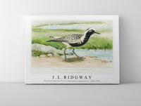 
              J L Ridgway - The Black–Bellied Plover (Squatarola Squatarola) 1859-1947
            