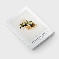 Frederick Sander - Angræcum humblotii from Reichenbachia Orchids-1847-1920