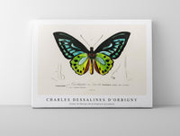 
              Charles Dessalines D'Orbigny - Green birdwing (Ornithoptera priamus)
            