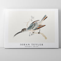 Johan Teyler - Hummingbird (1688-1698)