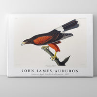 John James Audubon - Louisiana Hawk from Birds of America (1827)