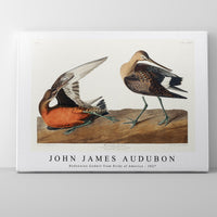 John James Audubon - Hudsonian Godwit from Birds of America (1827)