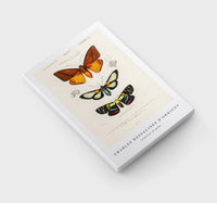 
              Charles Dessalines D'Orbigny - Collection of moths
            