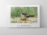 
              J L Ridgway - Blue–Winged Teal (Anas Discors, Linn) 1859-1947
            