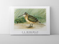 
              J L Ridgway - Woodcock (Philohela Minor) 1859-1947
            