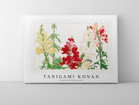 
              Tanigami Konan - Vintage antirrhinum flower
            