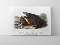 
              John Woodhouse Audubon - Sea Otter (Enhydra marina) from the viviparous quadrupeds of North America (1845)
            
