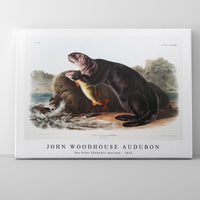 John Woodhouse Audubon - Sea Otter (Enhydra marina) from the viviparous quadrupeds of North America (1845)