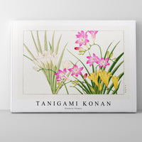 Tanigami Konan - Freesia flower