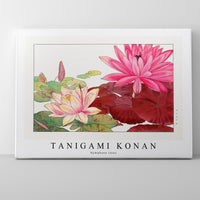 Tanigami Konan - Nymphaea lotus