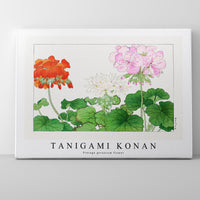 Tanigami Konan - Vintage geranium flower