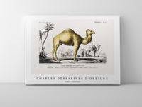 
              Charles Dessalines D'Orbigny - Camel (Camelus)
            
