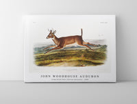 
              John woodhouse Audubon - Long-tailed Deer (Cervus leucurus) from the viviparous quadrupeds of North America (1845)
            