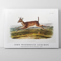 John woodhouse Audubon - Long-tailed Deer (Cervus leucurus) from the viviparous quadrupeds of North America (1845)