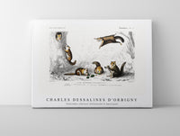 
              Charles Dessalines D'Orbigny - Glaucomys sabrinus (Polatouche D Amerique)
            