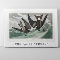 John James Audubon - Fork-tailed Petrel from Birds of America (1827)